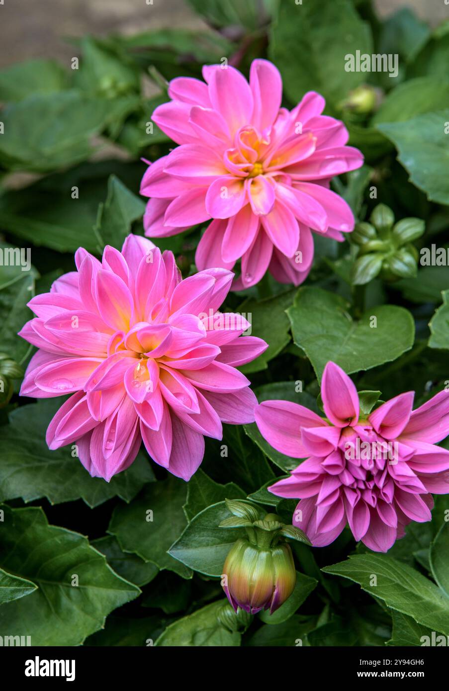 Beau jardin rose vif Dahlia en pleine floraison en été. Variété Dahlia Dahlietta Emily ('Daparos') Banque D'Images