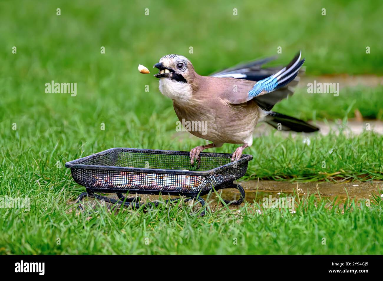 Oiseau Jay mangeant des cacahuètes et aussi palpant des cacahuètes et les attrapant dans le bec Banque D'Images