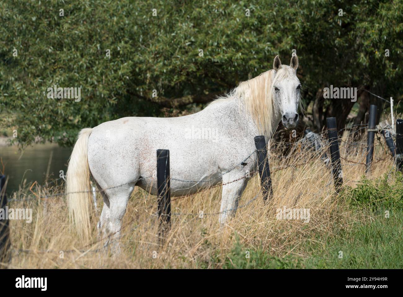 Cheval arabe, Weserbergland, Hesse, Allemagne Banque D'Images