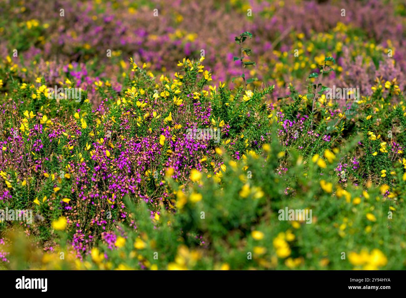 Bruyères et gorses poussant sur les Quantocks dans le Somerset donnant des dislays impressionnants de violet, rose, jaune et vert à la fin de l'été Banque D'Images