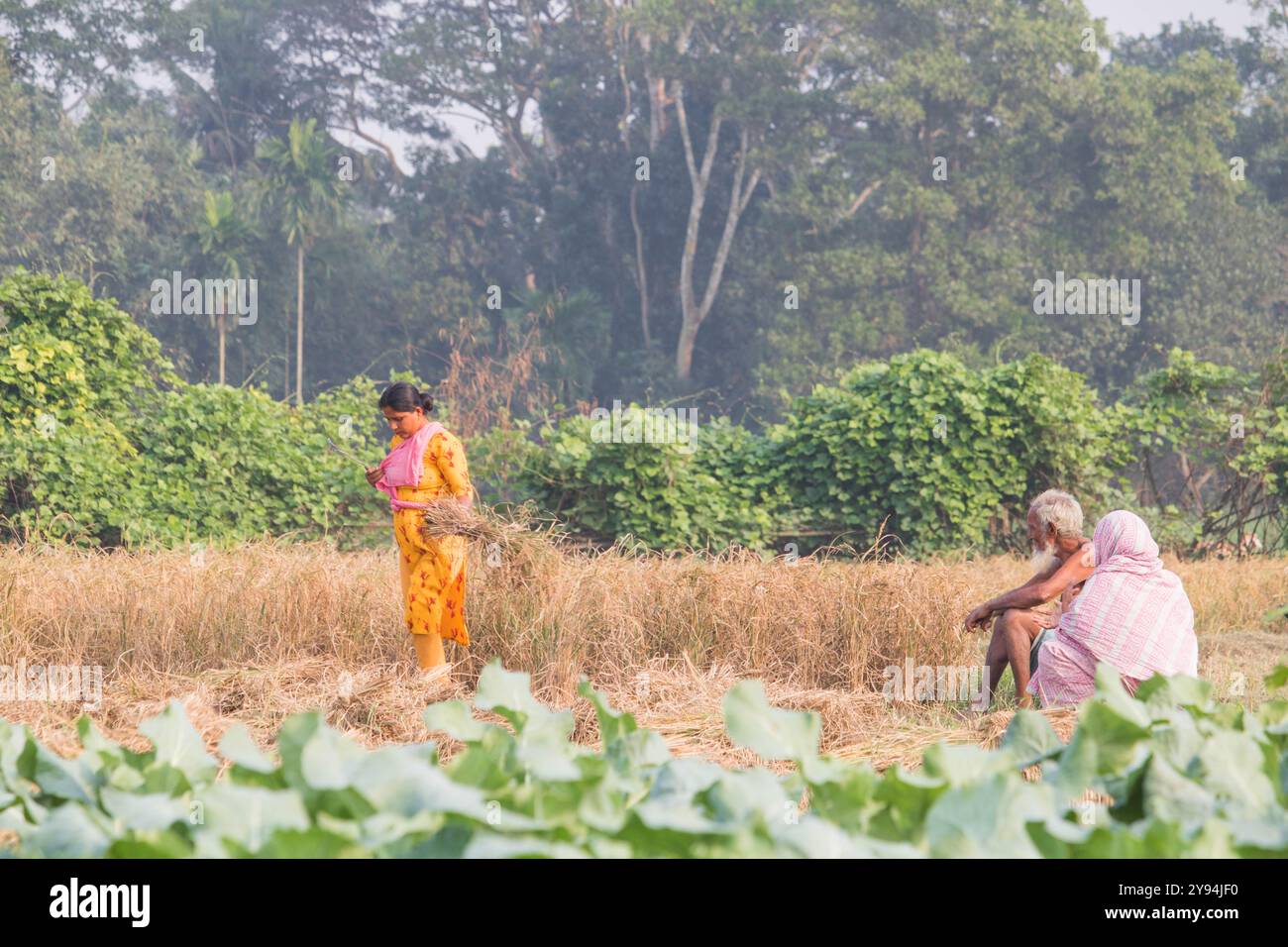 Debidwar : décembre 14,2023-agriculteur ouvrier coupant le riz paddy dans le champ Bangladesh. Banque D'Images