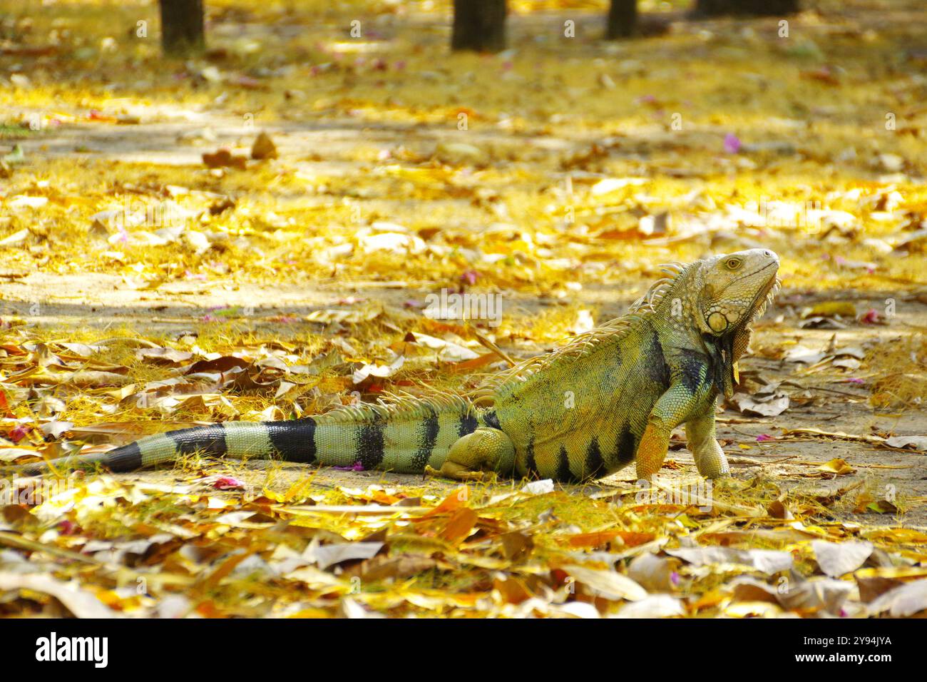 Iguana verte se baignant au soleil Banque D'Images