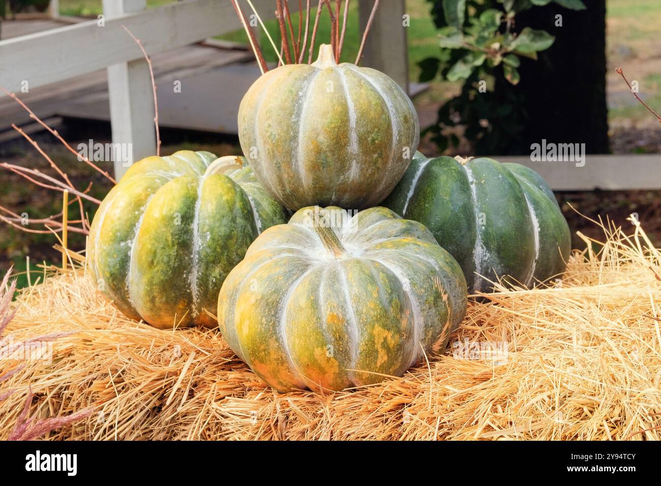 Citrouilles avec décoration de foin rustique à l'extérieur. Élégant décor d'automne du bâtiment extérieur. Citrouilles avec décor rural sur meule de foin. Symboles Halloween. Banque D'Images