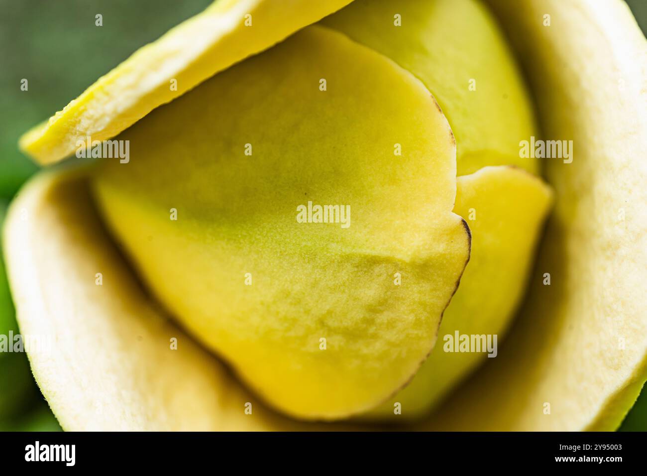 Photographie macro de haute qualité époustouflante capturant les détails complexes de la beauté naturelle. Parfait pour les amoureux de la nature et les passionnés de botanique. Banque D'Images