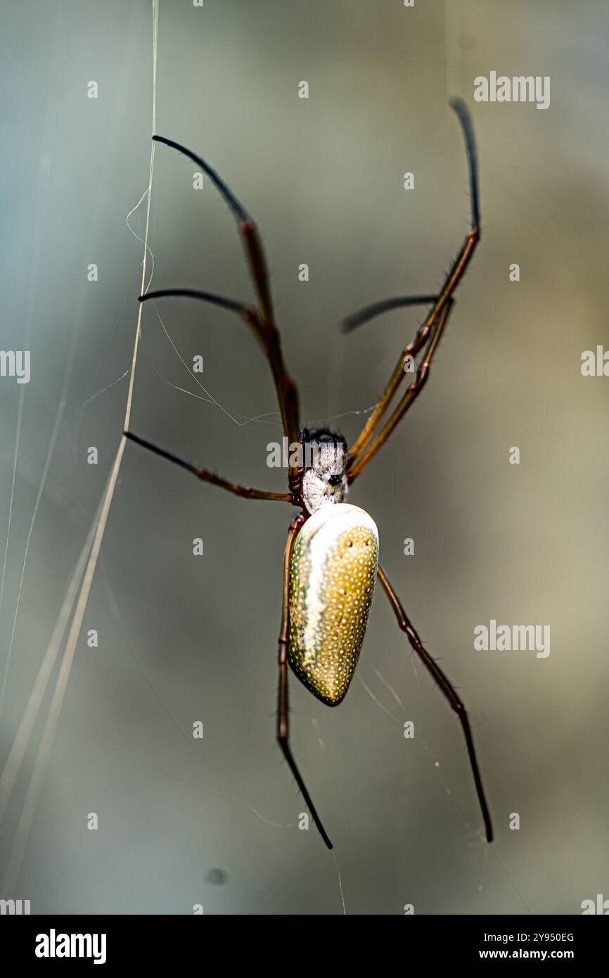 Gros plan extrême d'une araignée reposant sur sa toile, soulignant ses pattes délicates et son camouflage naturel Banque D'Images