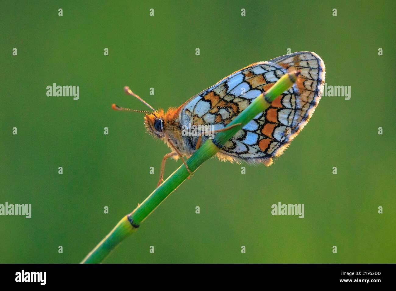 Papillon fritillaire Heath, melitaea athalia, pollinisant dans un champ floral Banque D'Images