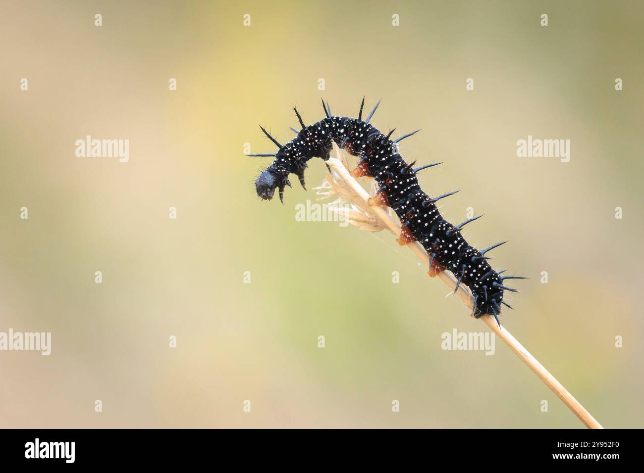Aglais io, chenille papillon Peacock dans la végétation Banque D'Images