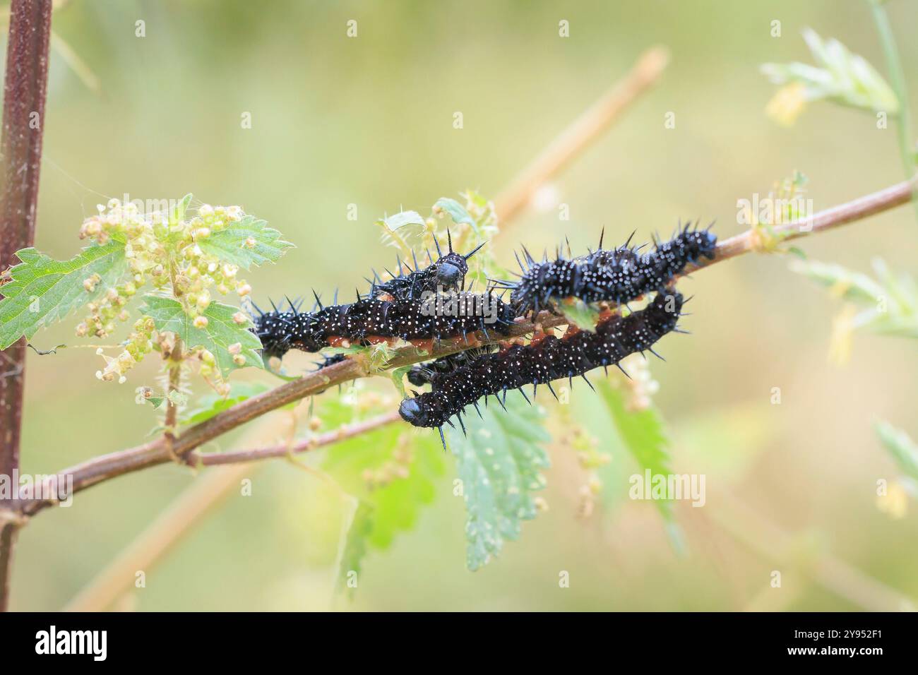 Aglais io, chenille papillon Peacock dans la végétation Banque D'Images