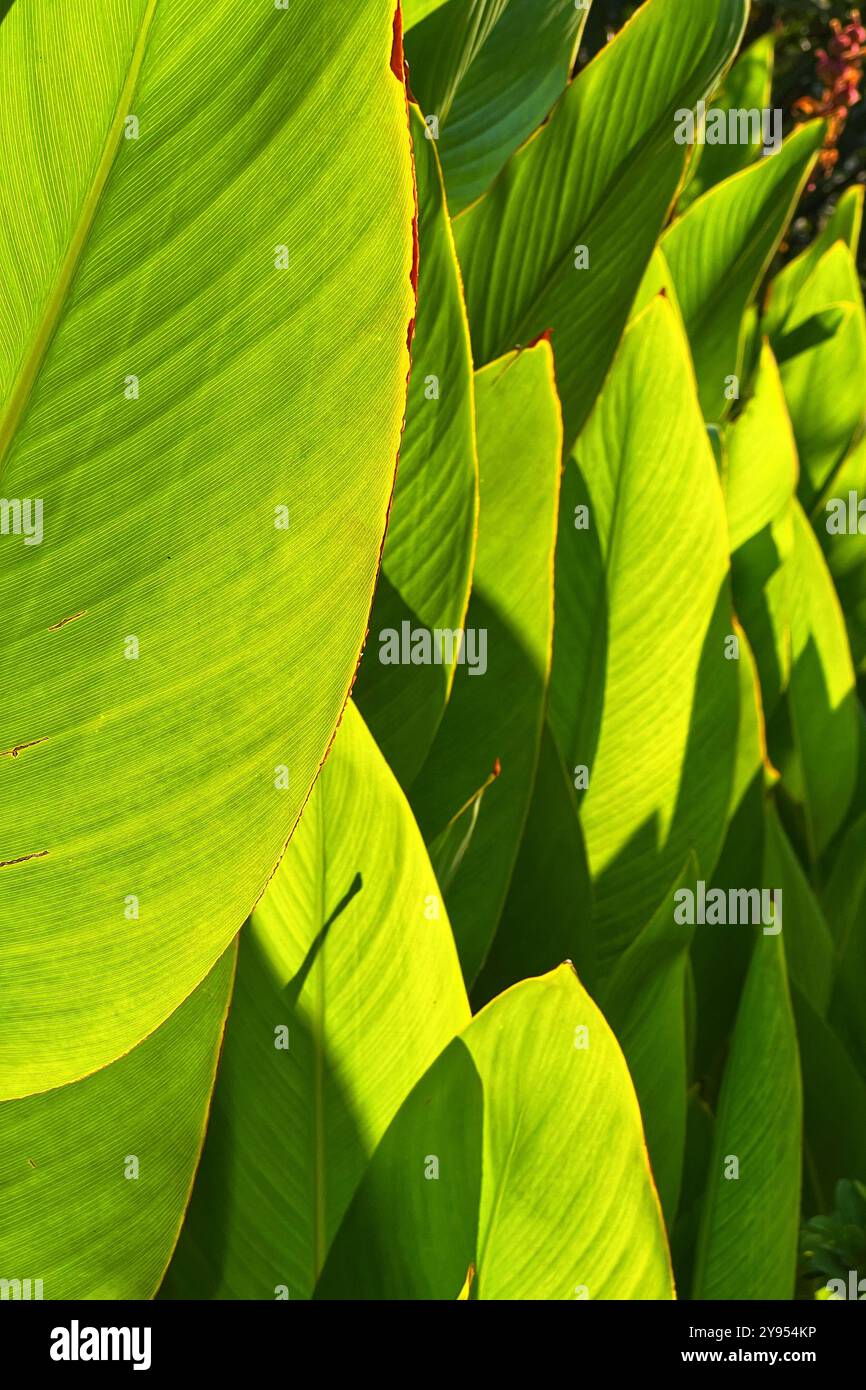 Abstrait de feuilles vertes rétroéclairées par le soleil tôt le matin - Image de stock capturée avec un smartphone