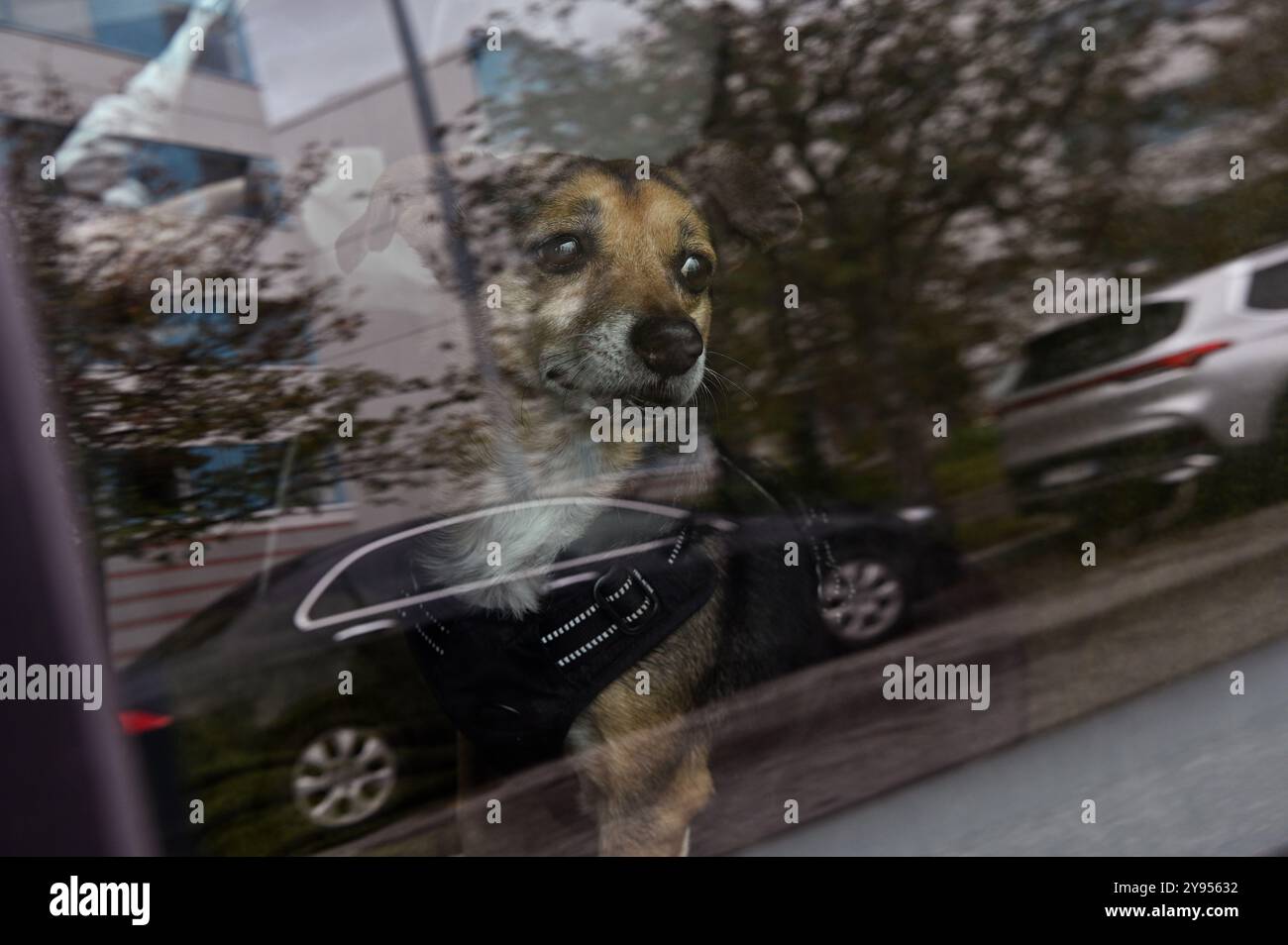 Cette image représente un petit chien à l'intérieur d'une voiture, regardant par la fenêtre avec une expression réfléchie. La fourrure brune et noire du chien est visible à travers Banque D'Images