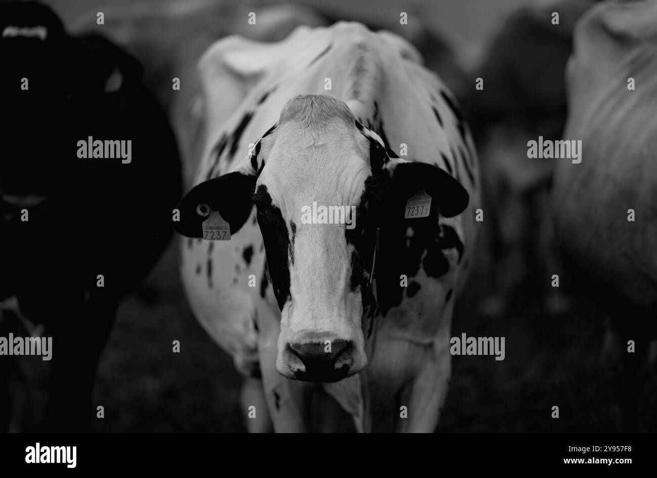 Vache dans le pré alpin. Bovins Beefmaster en champ vert. Vache dans le pré. Pâturage pour bétail. Vache à la campagne. Les vaches paissent sur le pré d'été. Rural Banque D'Images