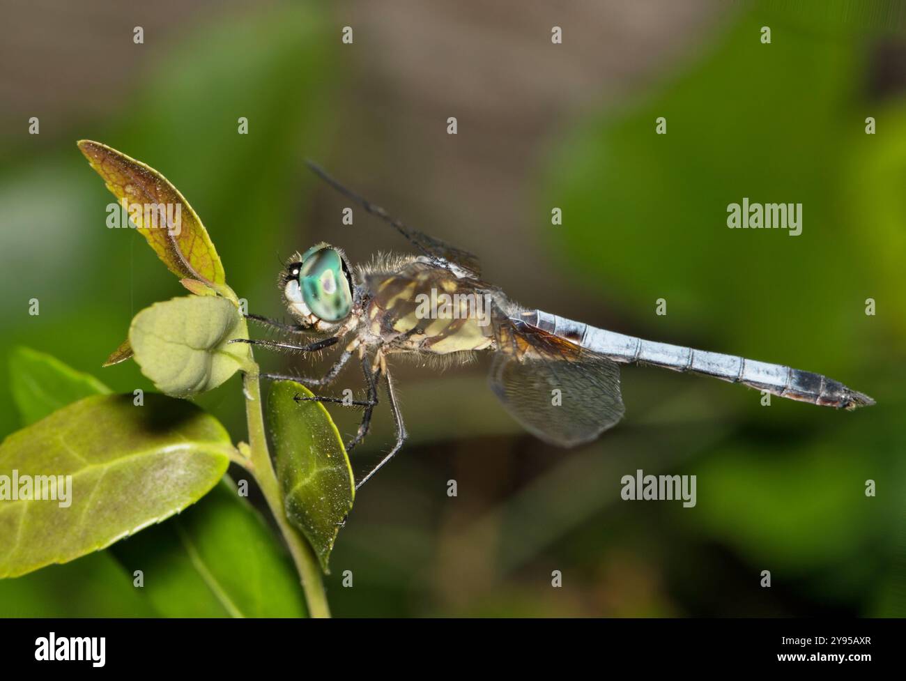 Bleu Dasher Dragonfly Pachydiplax longipennis insecte nature écumer feuille. Banque D'Images