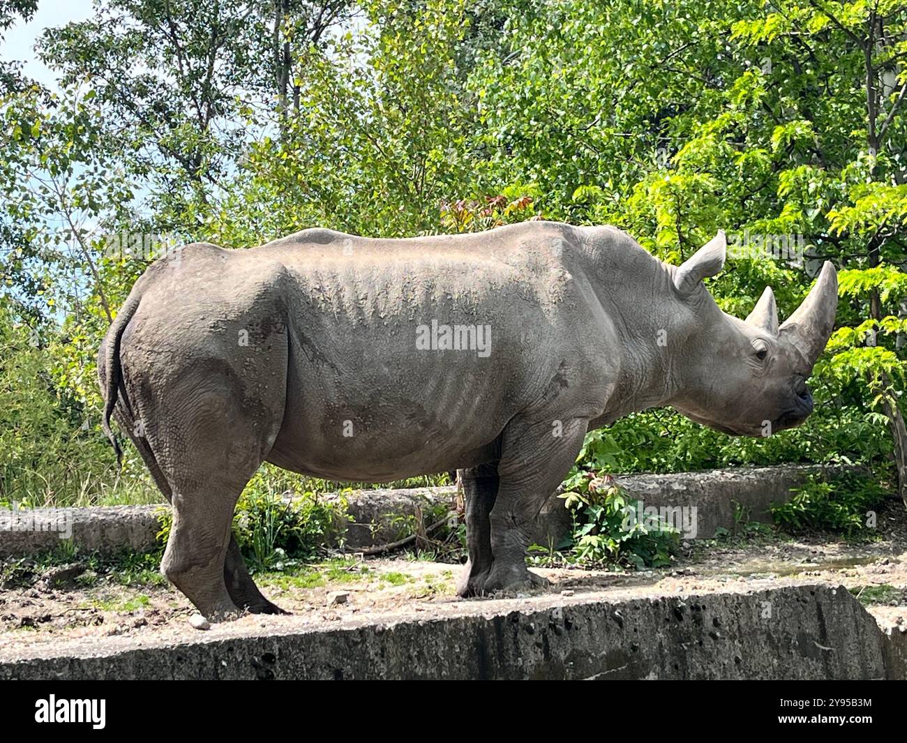 Ceratotherium simum, espèce menacée de disparition de rhinocéros blancs mâles à lèvres carrées, au zoo de Sofia, à Sofia, en Bulgarie, en Europe de l'est, dans les Balkans, UE Banque D'Images Ceratotherium simum, espèce menacée de disparition de rhinocéros blancs mâles à lèvres carrées, au zoo de Sofia, à Sofia, en Bulgarie, en Europe de l'est, dans les Balkans, UE Banque D'Images
