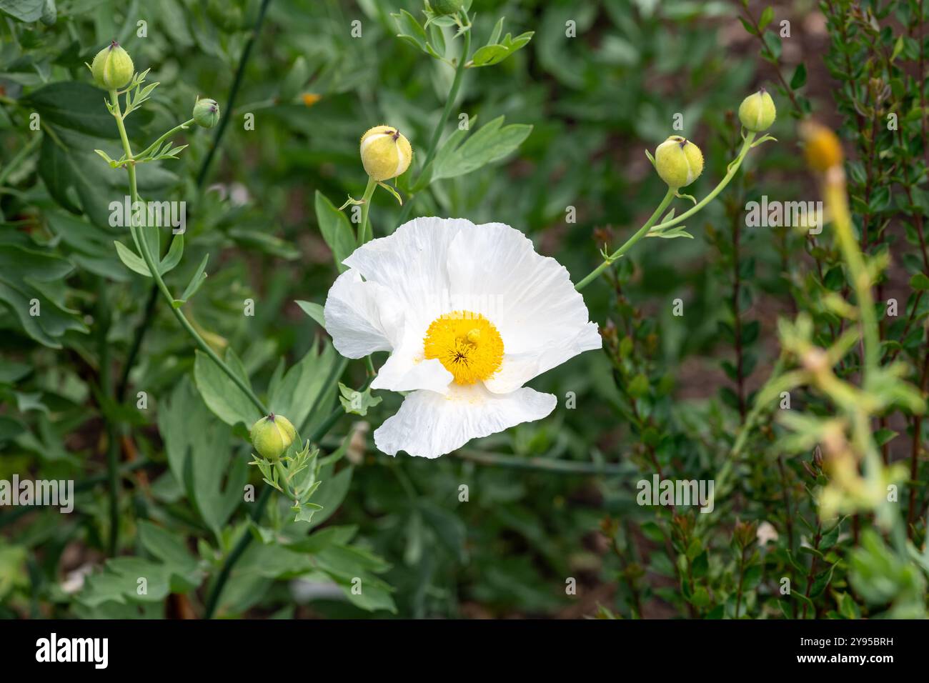 Gros plan d'un pavot de Californie (Romneya coulteri) en fleurs Banque D'Images