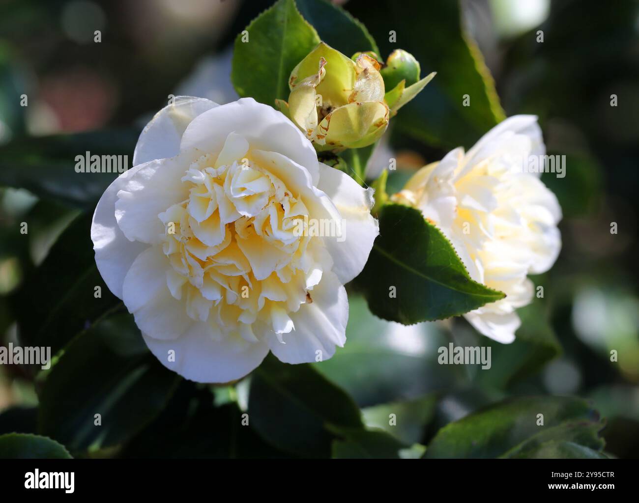 Camellia, Camellia x williamsii 'jaune jury', Theaceae. Japon, Asie. Banque D'Images