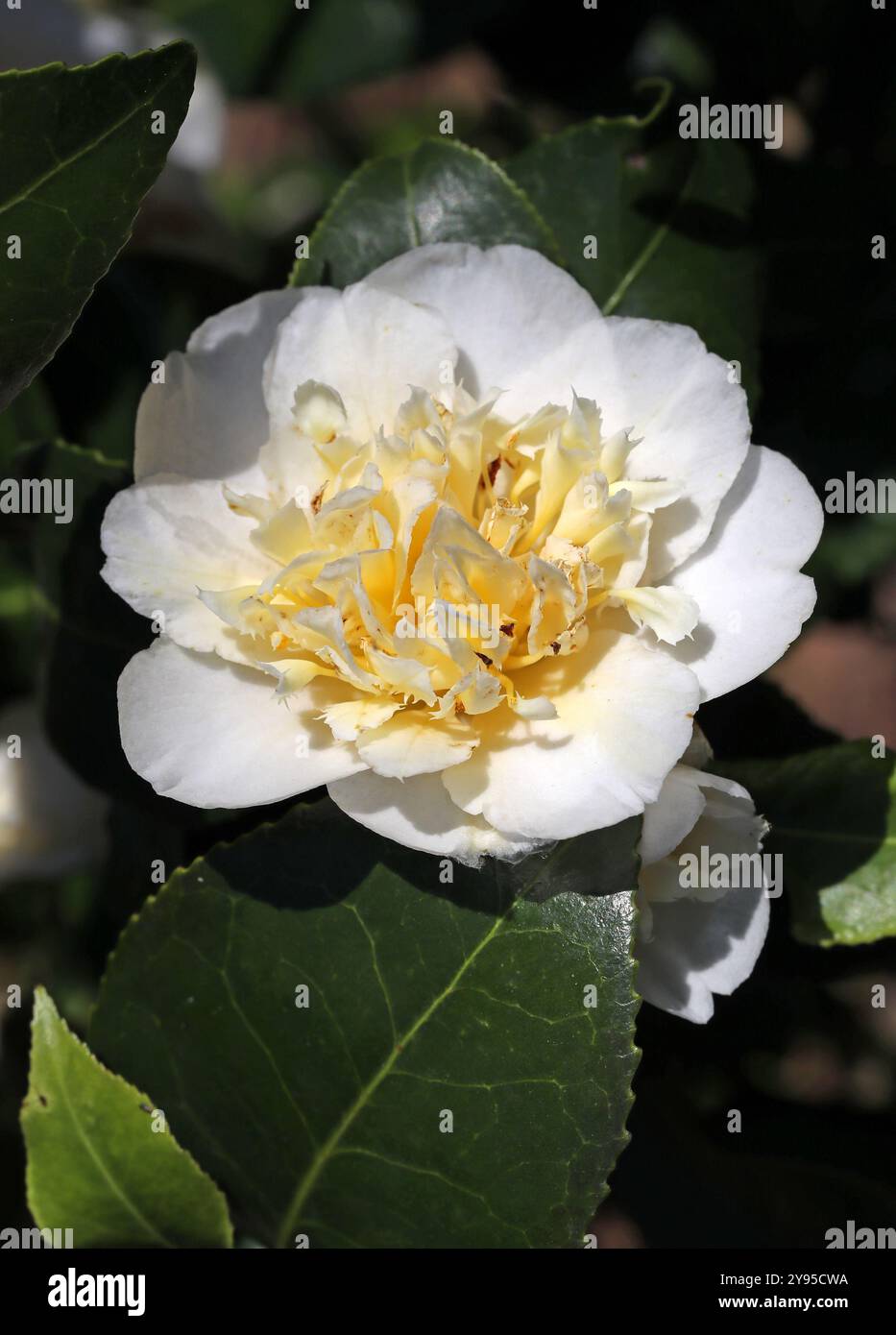 Camellia, Camellia x williamsii 'jaune jury', Theaceae. Japon, Asie. Banque D'Images