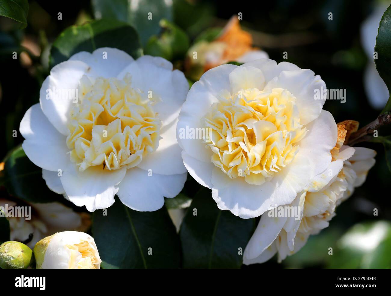 Camellia, Camellia x williamsii 'jaune jury', Theaceae. Japon, Asie. Banque D'Images