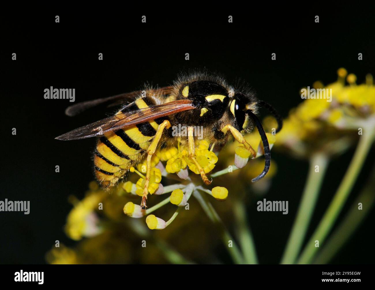 Une guêpe commune, Vespula vulgaris, en gros plan et bien concentrée, se nourrissant de persil sauvage. La fleur est principalement floue et le fond est noir. Banque D'Images