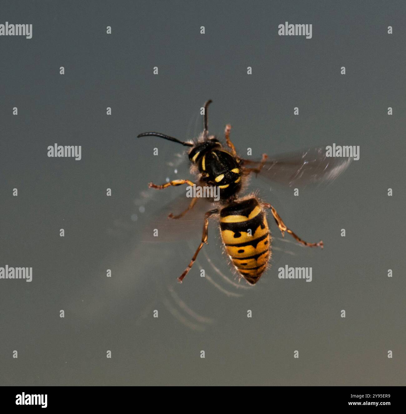 Une guêpe commune sur une fenêtre à double vitrage essayant de trouver une issue. Vespula vulgaris vole généralement à l'intérieur en été. Banque D'Images