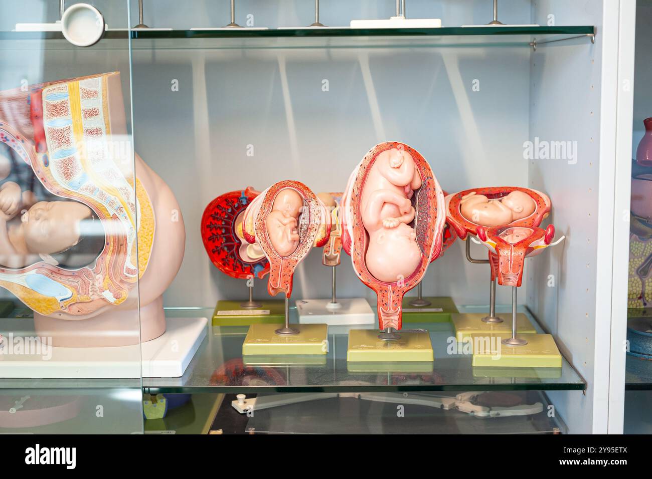 Vitrine en verre contenant des modèles plastiques de l'embryon humain à divers stades. Utilisé en classe de biologie à l'école. Banque D'Images
