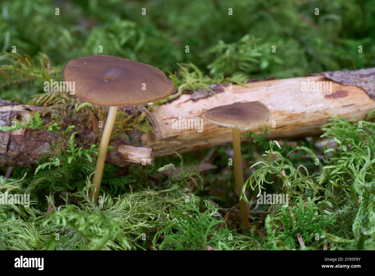 Champignon Strobilurus esculentus dans la mousse. Connu sous le nom de bouchon Sprucecone. Petits champignons bruns dans la forêt d'épicéas. Banque D'Images