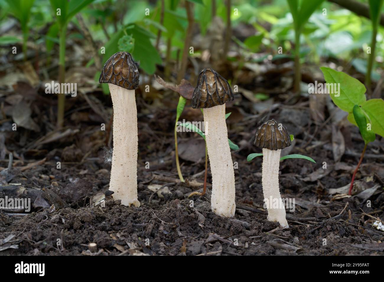 Champignon Morchella semilibera, plantes en arrière-plan. Connu sous le nom de semi-libre Morel. Groupe de champignons sauvages comestibles dans la forêt de feuillus. Banque D'Images
