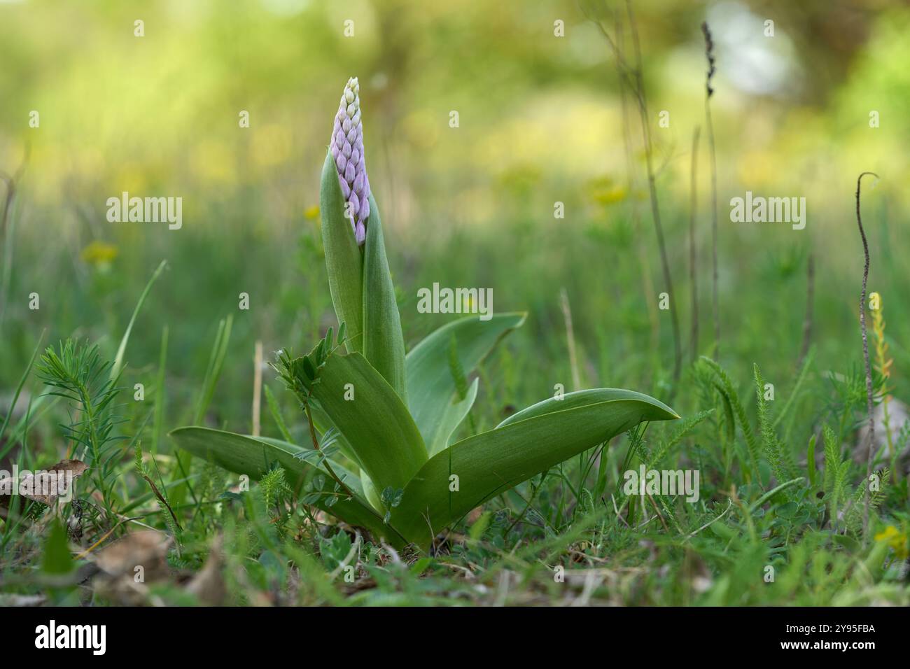 Orchis militaris plante au printemps dans la prairie. Connue sous le nom d'orchidée militaire. Fleur violette avec de grandes feuilles vertes poussant dans l'herbe. Banque D'Images