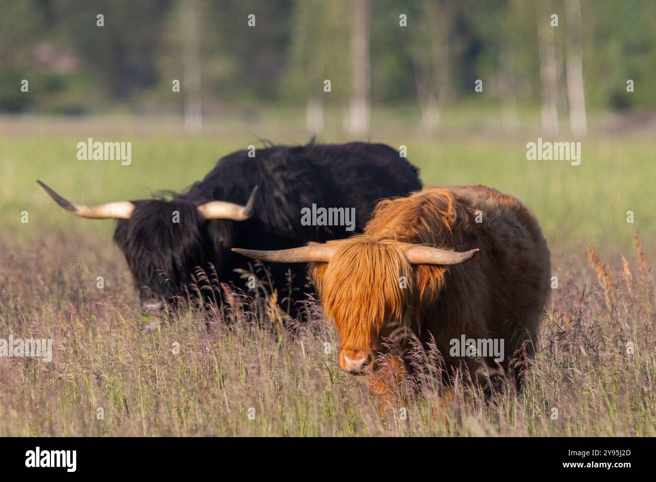 Bétail des Highlands en Finlande Banque D'Images