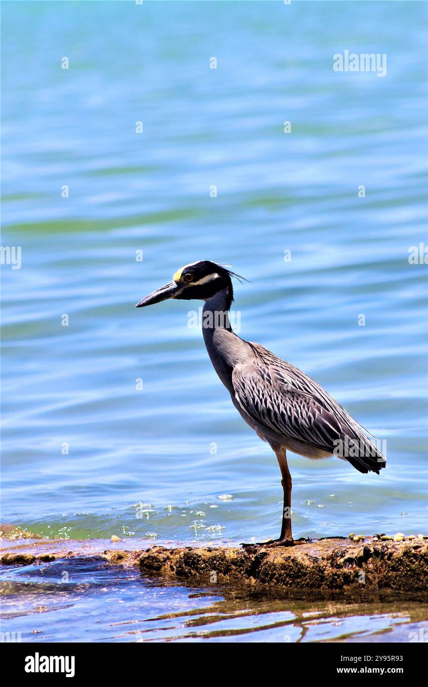 Héron gris / Garza gris Banque D'Images