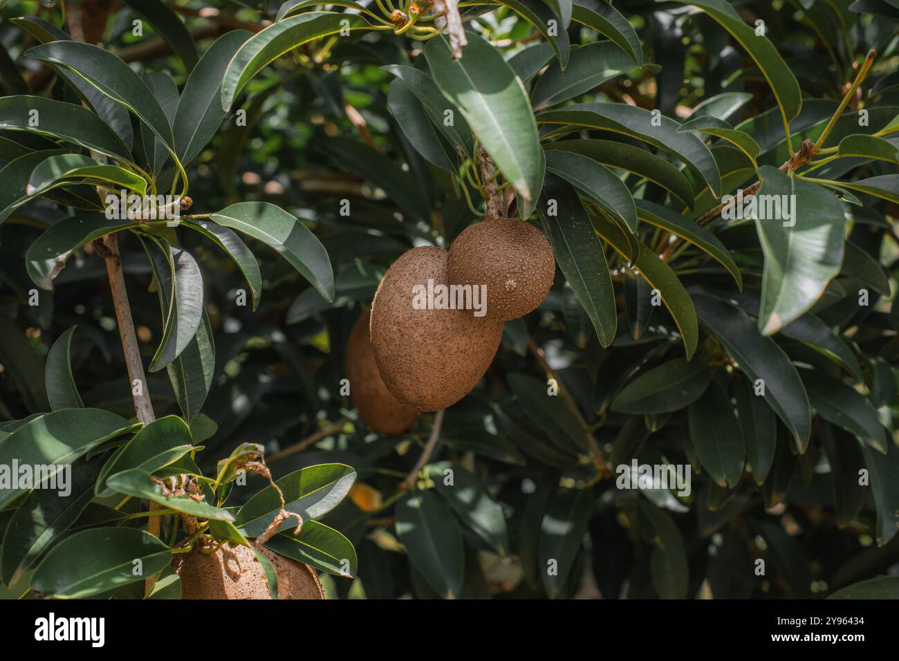 Fruits de Sapodilla mûrs suspendus sur l'arbre : délicatesse tropicale exotique Banque D'Images