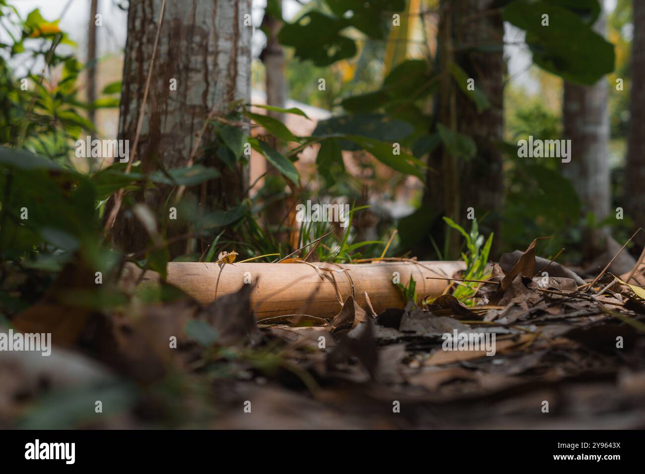 Bambou tombé dans la forêt tropicale : cycle de croissance et de décomposition de la nature Banque D'Images