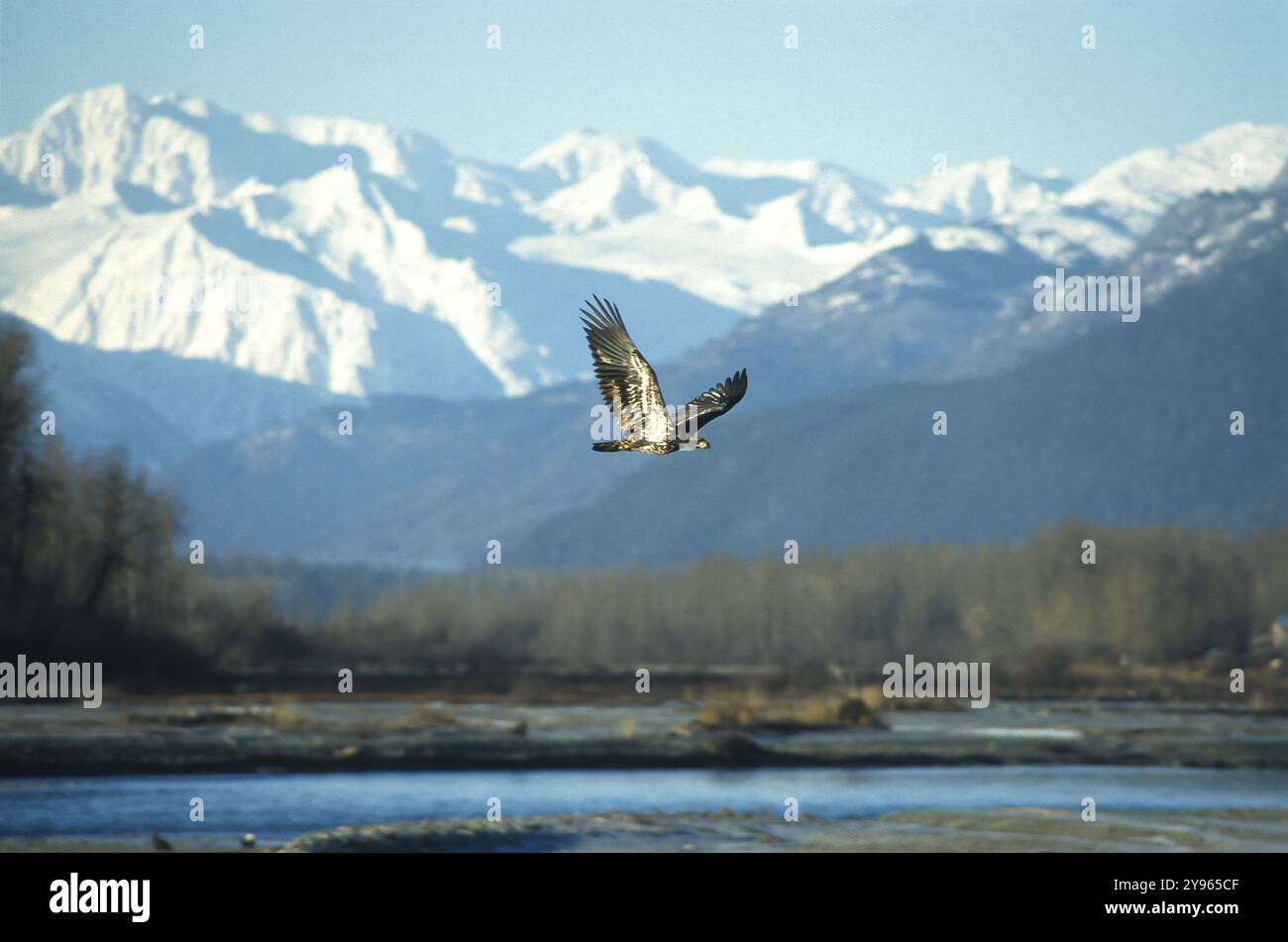 Aigle à tête blanche (Haliaeetus leucocephalus), jeune oiseau chassant le saumon dans la vallée de Chilkat près de Haines, Alaska, États-Unis, Amérique du Nord Banque D'Images