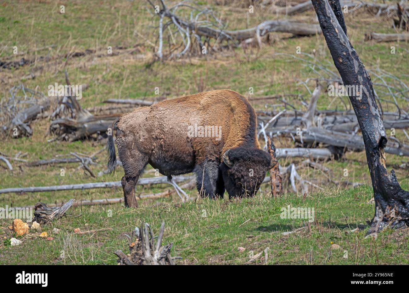 Pâturage de bisons dans les forêts en voie de récupération dans le parc national de Yellowstone dans le Wyoming Banque D'Images
