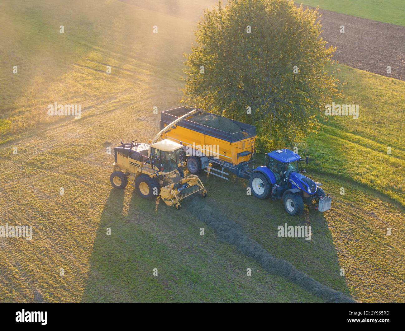 Tracteur et remorque à côté d'un arbre dans un champ ensoleillé, récolte près d'une bande déjà cultivée, Haselstaller Hof, Gechingen, Forêt Noire, Allemagne, Banque D'Images