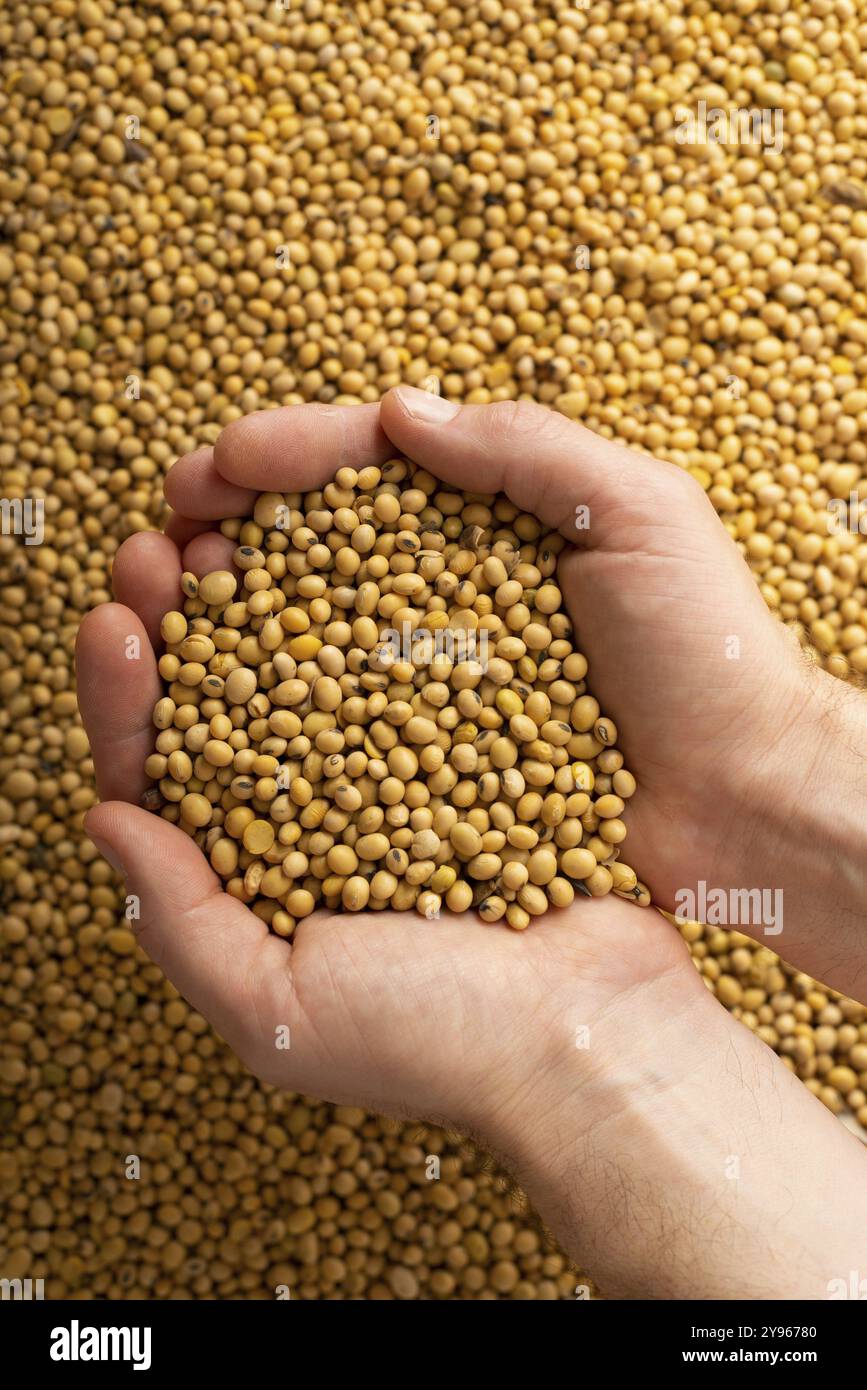 Poignées caucasiennes humaines avec des fèves de soja sur fond de soja, photographie alimentaire, photographie alimentaire Banque D'Images