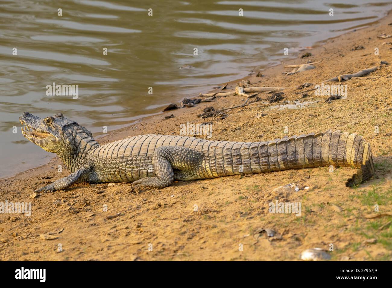 Caiman (Caimaninae), crocodile (Alligatoridae), crocodile (Crocodylia), Pantanal, intérieur des terres, zone humide, réserve de biosphère de l'UNESCO, site du patrimoine mondial, Wetl Banque D'Images