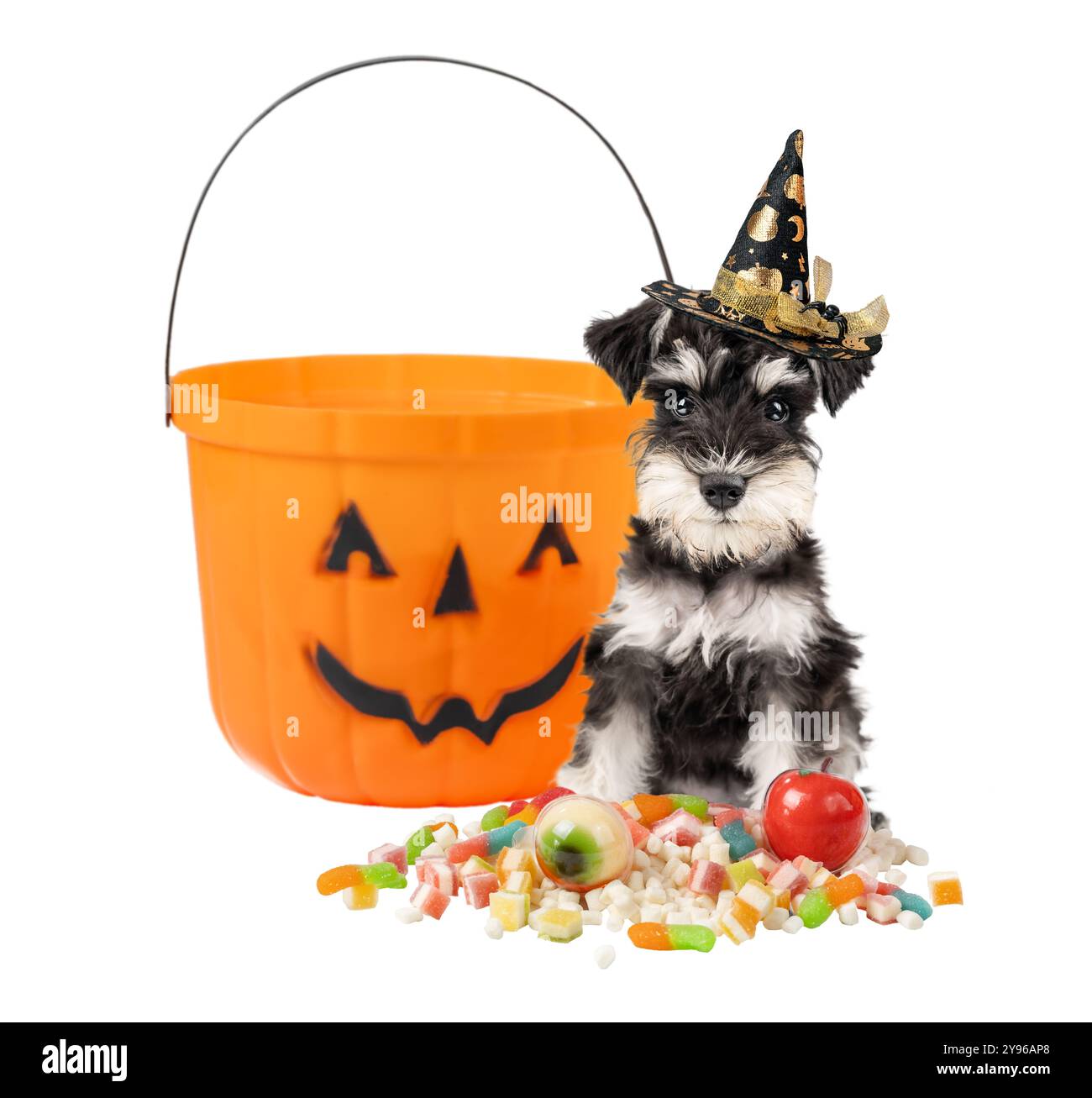 Portrait de chiot schnauzer miniature d'Halloween assis près de candys isolé sur fond blanc Banque D'Images