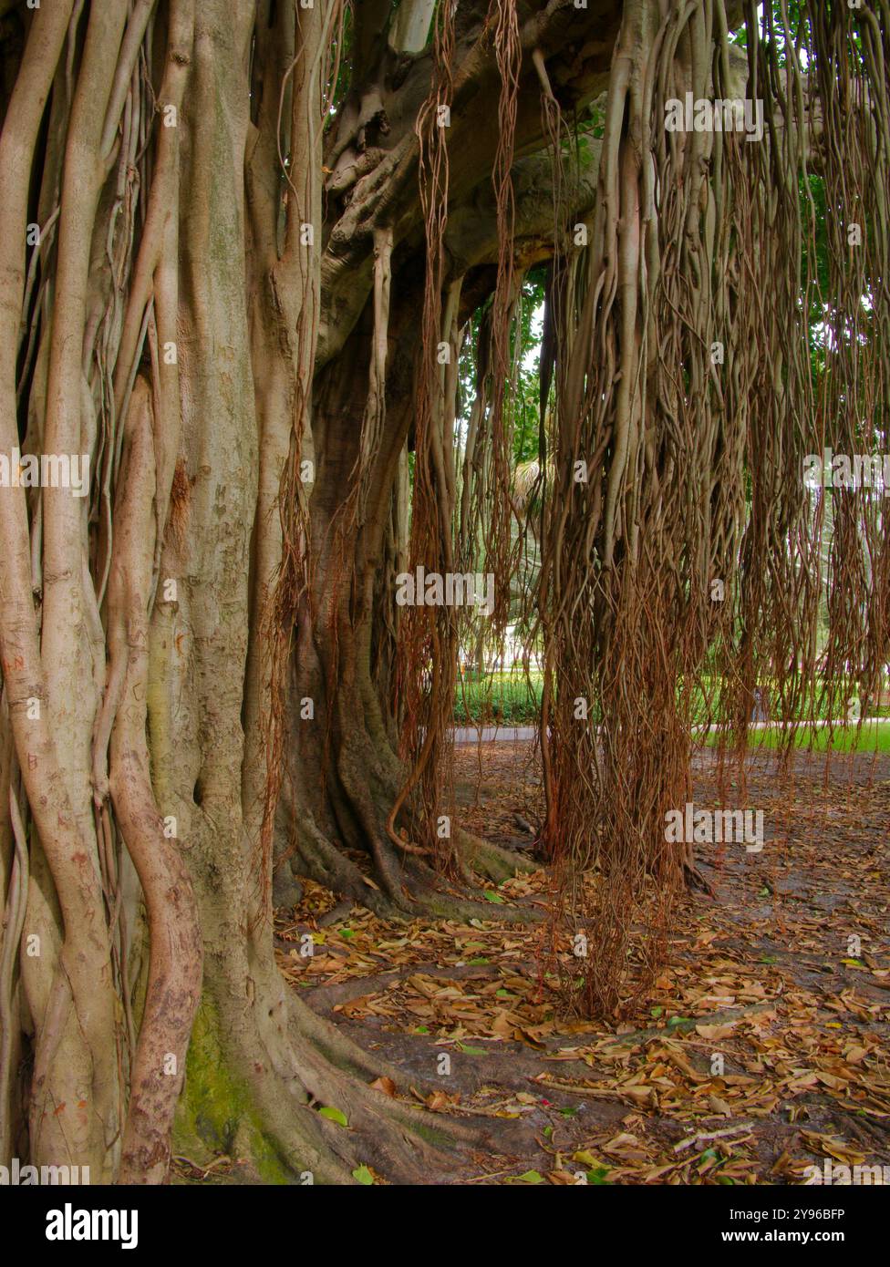 Large vue Grand arbre banyan tôt le matin soleil et ombre à North Straub Park caractérisé Petersburg, FL. Tronc brun et racines membres pendants vers le bas Banque D'Images