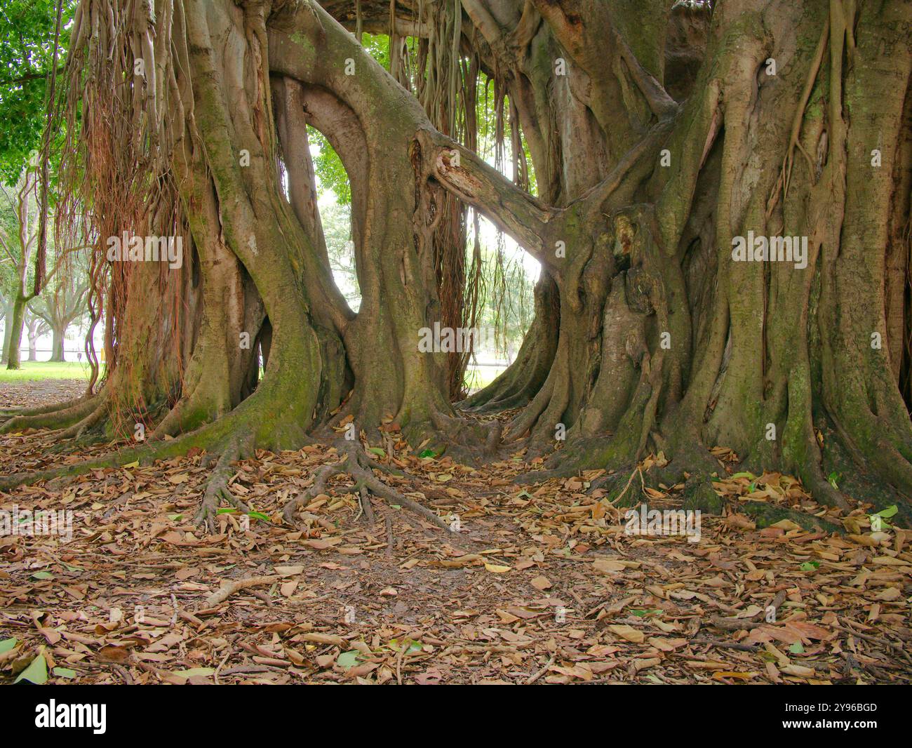 Large vue Grand arbre banyan tôt le matin soleil et ombre à North Straub Park caractérisé Petersburg, FL. Tronc brun et racines membres pendants vers le bas Banque D'Images