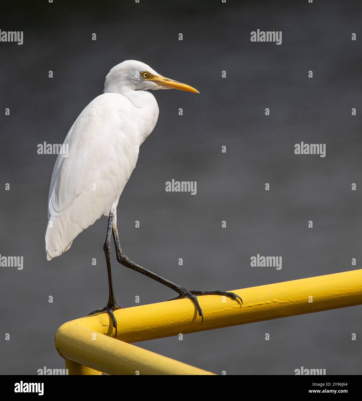 Little Egret , chou flottant Banque D'Images