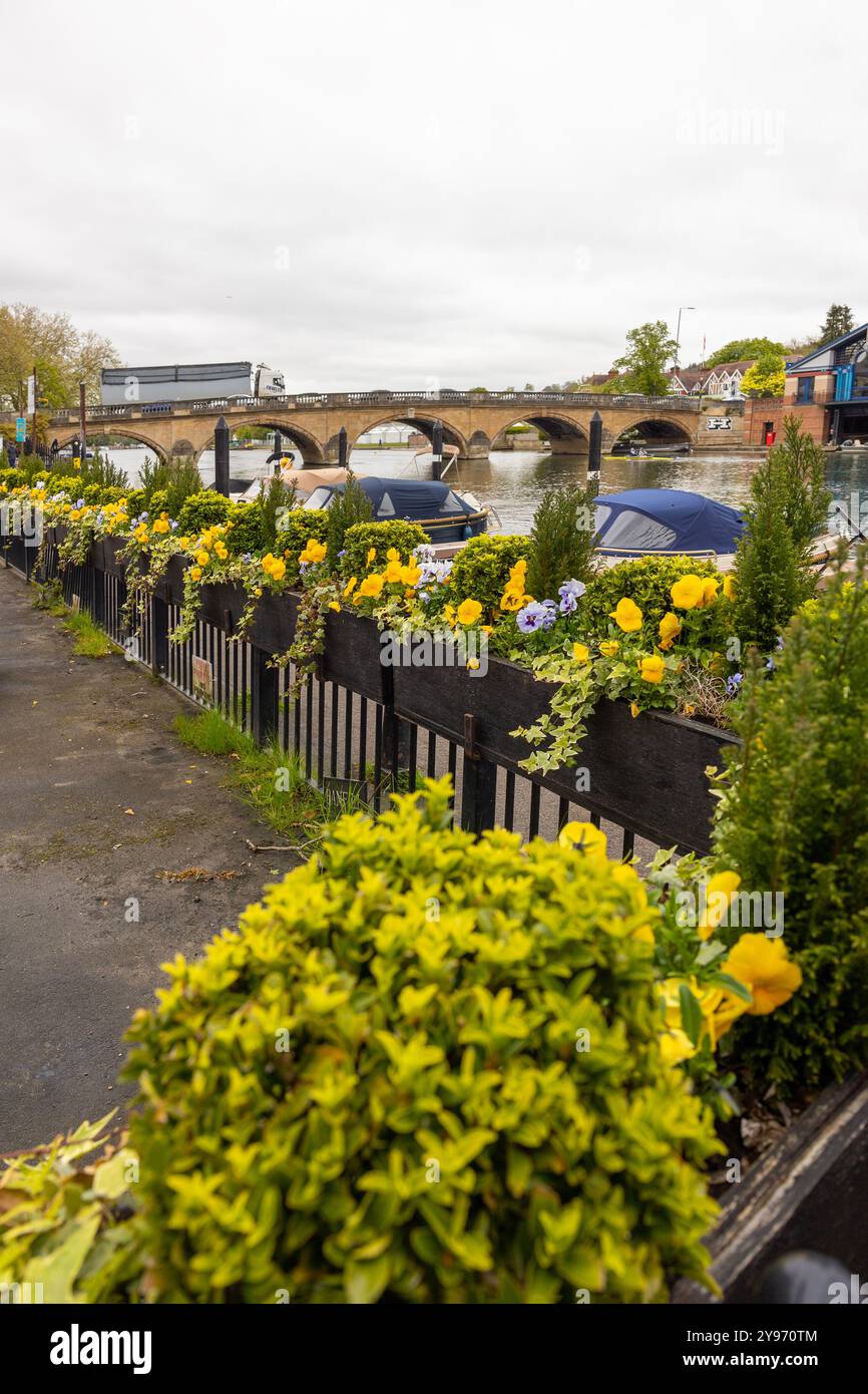 Rangée de boîtes à fleurs avec fleurs jaunes le long de Thames Path avec pont, bateaux et camion de passage Banque D'Images