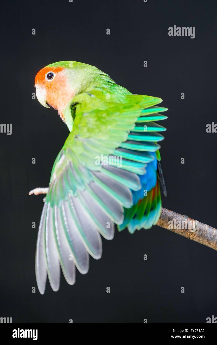 Portrait d'un tourtereau de Fischer sur fond noir. Agapornis fischeri. Petit perroquet coloré. Banque D'Images