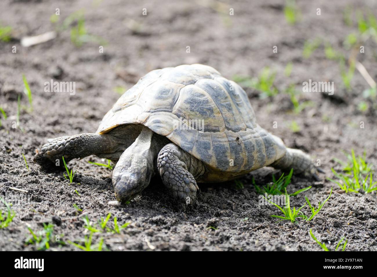 Portrait d'une tortue sur un sol aride. Banque D'Images