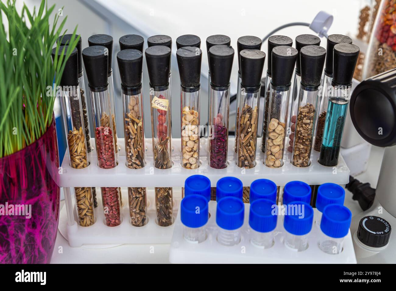 Graines traitées de tournesol, de maïs, de pois, de soja et de grains dans des éprouvettes transparentes. Banque D'Images