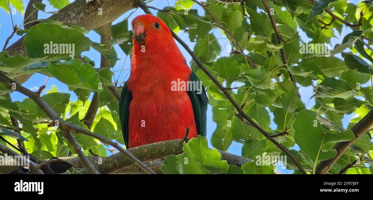 Australian King Parrot - Image de stock capturée avec un smartphone