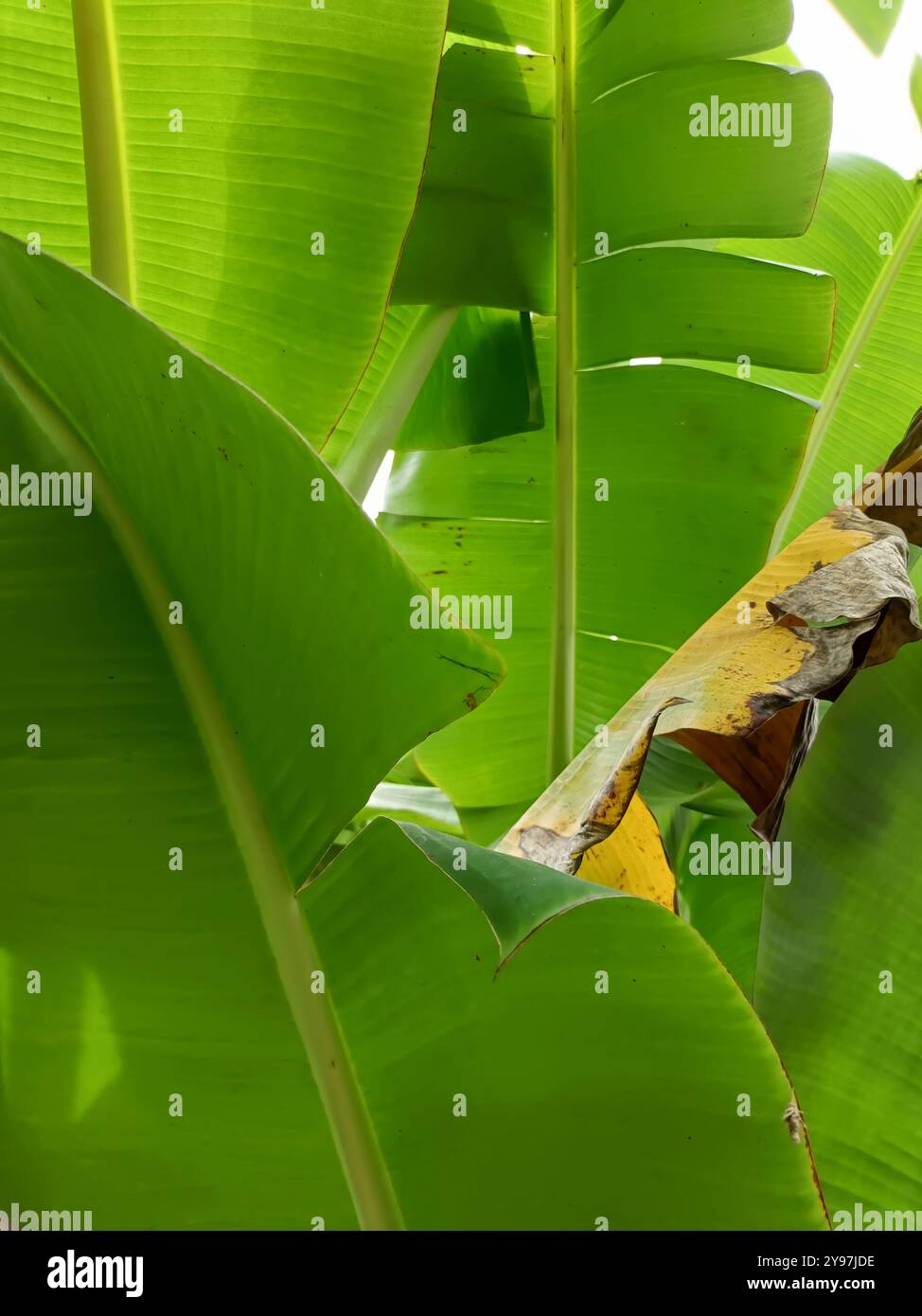 Feuilles de banane vertes - Image de stock capturée avec un smartphone