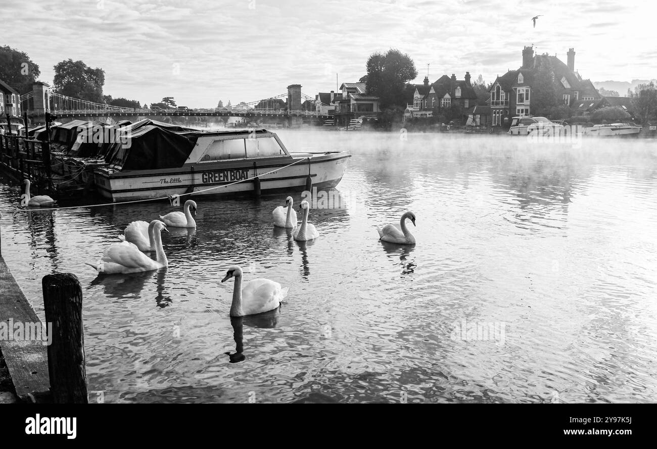 Marlow Royaume-Uni 4 octobre - Cygnes dans la brume sur la Tamise à Marlow , Buckinghamshire pendant le temps de bienvenue sec et ensoleillé Banque D'Images