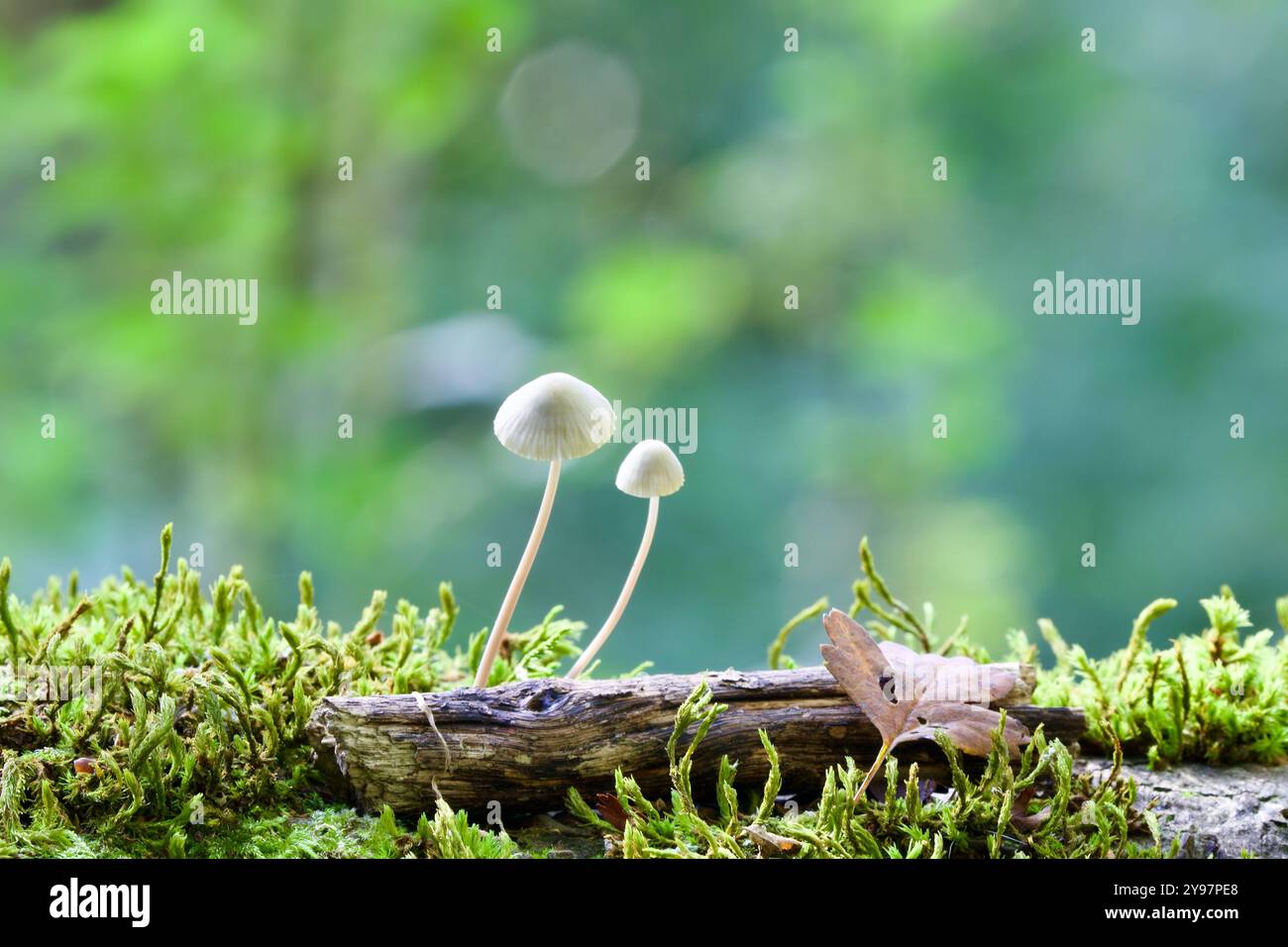 Capot de protection (Mycena galopus) Banque D'Images