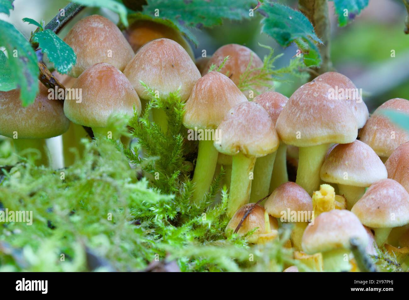 Tuft au soufre (Hypholoma fasciculare). Banque D'Images