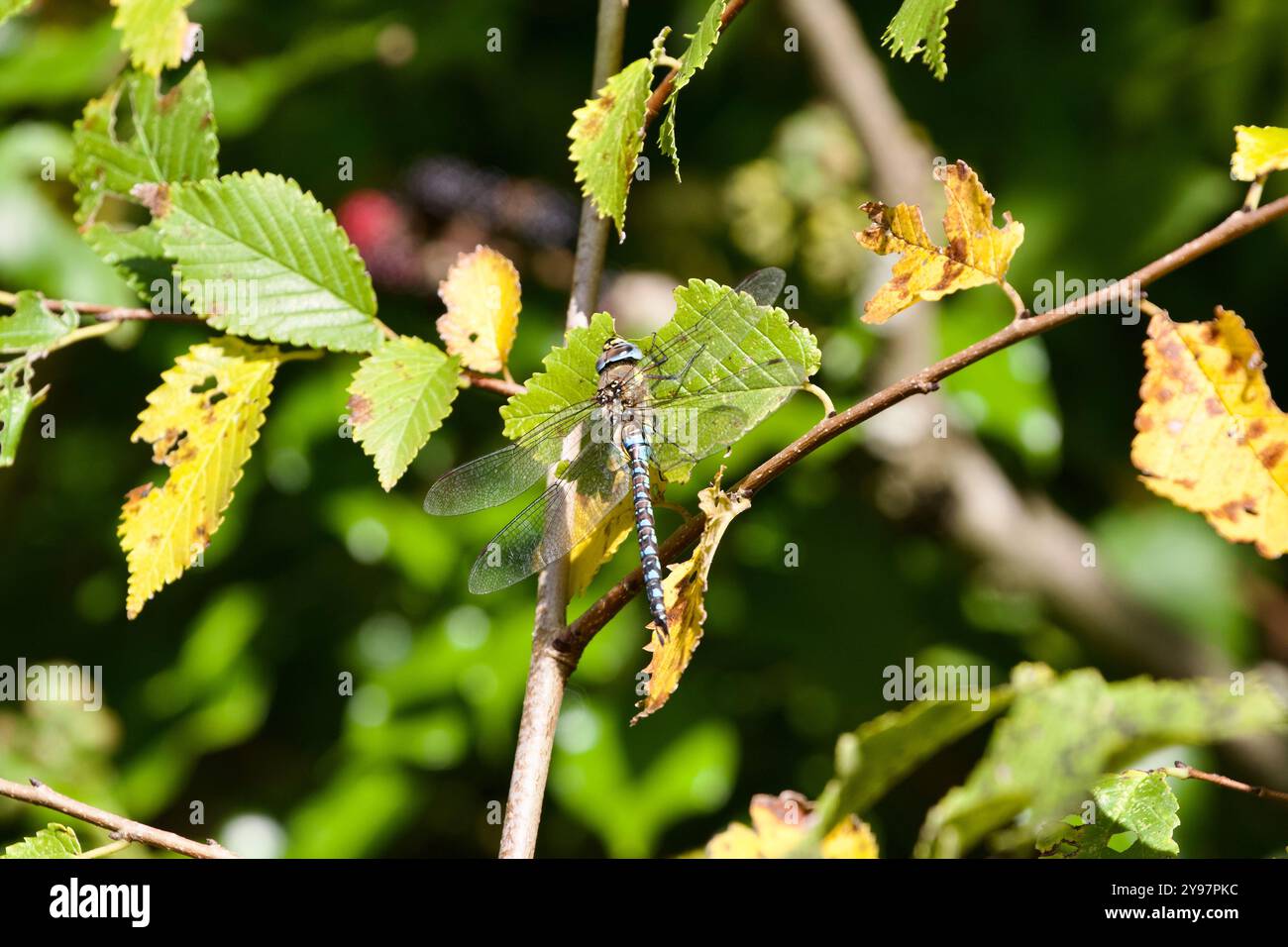 Hawker Migrants (Aeshna mixta) Banque D'Images